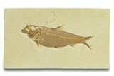 Detailed Fossil Fish (Knightia) - Wyoming #289917-1